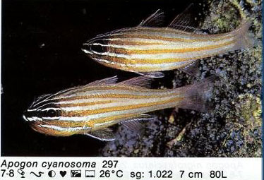 Apogon cyanosoma